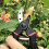 Professional Bypass Pruning Shears with Ergonomic NonSlip Grip and  Titanium Blade for Fruit Trees 2