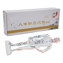 Modèle de point d'acupuncture avec support de protection pour les épaules, matériaux de qualité supérieure et écriture claire, idéal comme