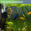 Betta Fish Leaf Natural Habitat Simulation For Betta Spawnings Grounds, Double Leaves Resting Bed, Orange Deep Green 3