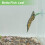 Betta Fish Leaf Natural Habitat Simulation For Betta Spawnings Grounds, Double Leaves Resting Bed, Orange Deep Green 5