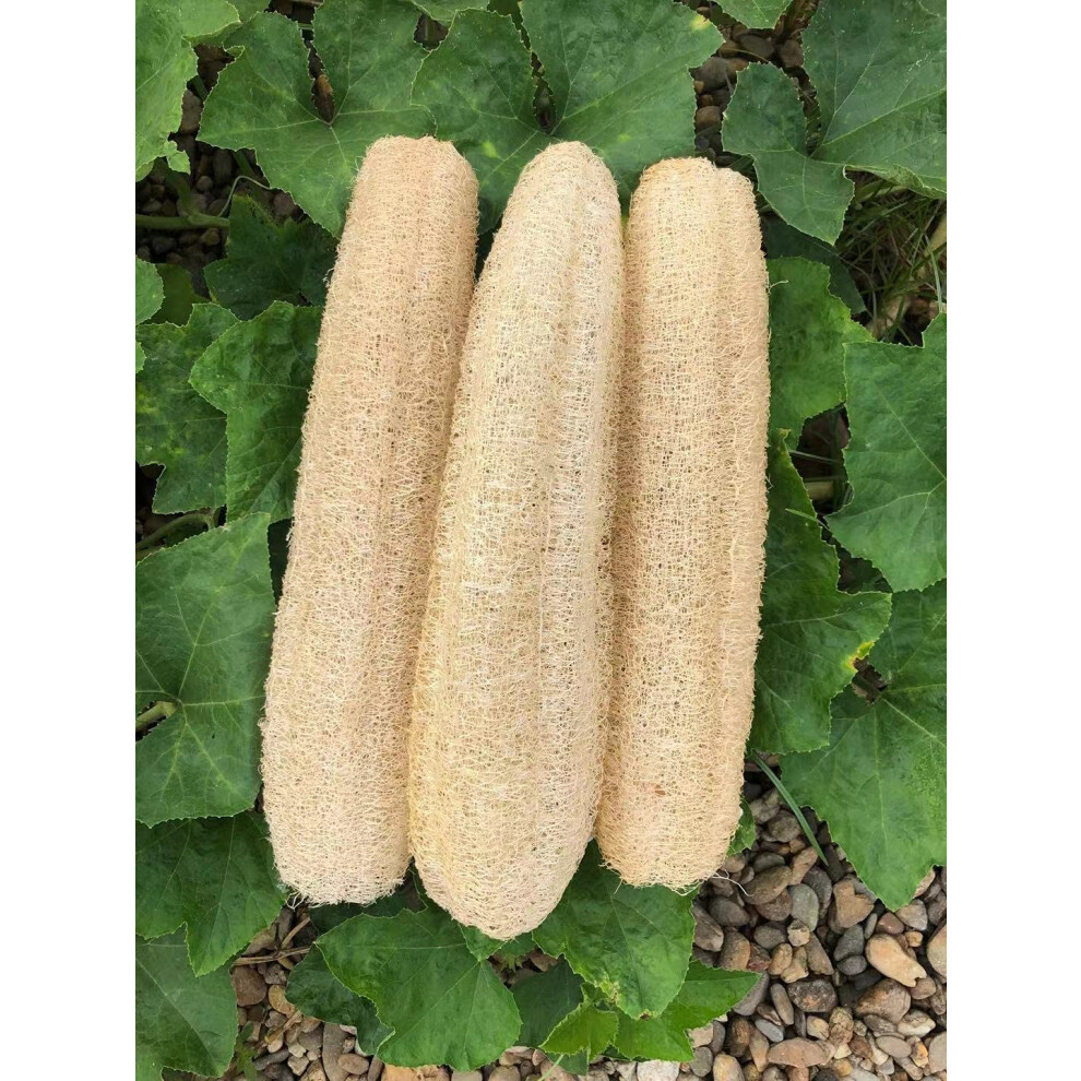 Sustainable Shower Bath Scrubber, Radiant Skin Companion, Set Of Natural Loofah Sponges, Organic Luffa For Exfoliating, Home Cleaning, Pet Toys, Enco