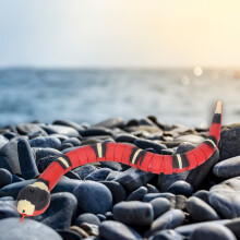Serpent Électrique Jouet : Induction Intelligente Idéal pour les Chats & les Enfants 80cm