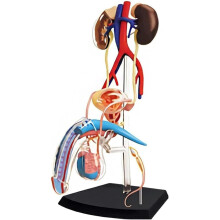 4D Male Reproductive Anatomy Model Split Into 25 Parts 1:2 Scale For DoctorPatient Communication Nurses And Students
