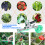 Machine à attacher les plantes à main, facile-5 jeux de sangles 7