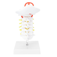 Modèle anatomique de la colonne vertébrale en PVC, artères vertébrales et nerfs rachidiens. Modèle détaillé de la colonne cervicale à des