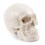Menselijk schedelmodel 3 delen genummerd 1:1 leertool anatomie wit 1