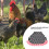 Chicken Saddle Apron Feather Fixer with Elastic Straps Black/White Dots, 22x20cm 9