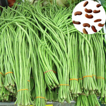 250pcs NonGMO Long Bean Seeds Easy to Grow Yardlong Bean for All Soil Types Green Vegetable