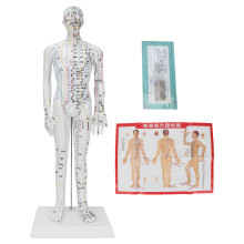 Modèle d'acupuncture à localisation précise, service professionnel, base robuste en PVC souple et gravure transparente pour les fêtes d'Halloween