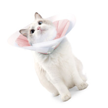 Soft Pet Recovery Collar Dog for Cat Protective Cone-M Pink