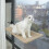 Pet Hanging Swing Bed Window Sleeping Nest Hammock for-Green 4