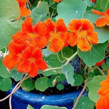 Nasturtium Spitfire Flower Seeds Tropaeolum Lobbianum Easy to Grow for All Soil Types 20+ Pack