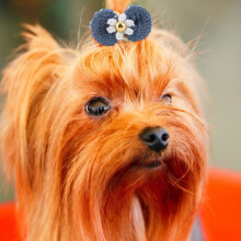 Set of 12 Pet Hair Accessories Elastic Dog Rope Bands & Cat Bowknot Headwear