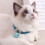 Nylon Blue Cat Collar with Bell and Adjustable Extension Chain 4