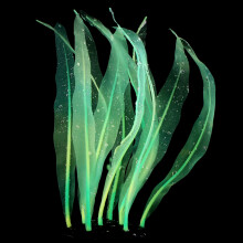 Realistisch siliconen kelp kunstmatig zeewier felle-Groente