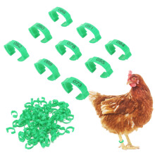 100 Stück grüne Plastik-Hühnerfußringe mit Nummern für Huhn & Ente