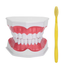 Modèle de bouche ajustable pour l'enseignement dentaire, outil pédagogique pour l'étude et l'apprentissage des soins bucco-dentaires, avec dents