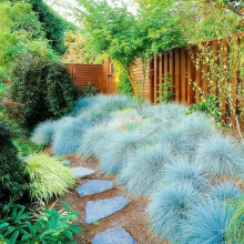 Blue Fescue Grass Seeds 200pcs Germination Ornamental Festuca Glauca for Garden and Balcony
