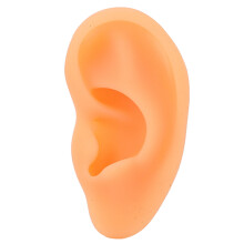 Modèle d'oreille en silicone professionnel avec structure transparente et oreille artificielle flexible, idéal pour l'enseignement et la