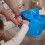 Toddler Essentials Easy Pour Potty - Dark Blue | P 4