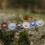 FRIGG Little Viking Silicone Pacifier | Pack of 2 3