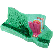 Leaf Structure Model, Plant Anatomical Model, PVC Material, Teaching Aid For Biology Classrooms, Student Teaching Aids