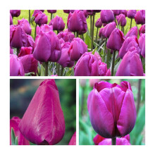 Purple Triumph Tulip Negrita Bulbs Size 10/11 Vibrant Spring Garden Flowers 40cm Height x30