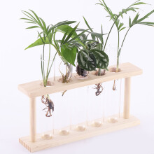5-Teströhrchen-Pflanzenterrarium mit Holzständer, 22x12,5x4,5cm