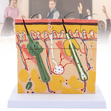 Human skin epidermis dermis anatomical structure model 70X Magnified Skin Section Medical Anatomy Model