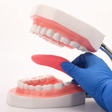 Anatomical Teeth Model Large, 6Unit Dental Hygiene Models, Detachable Tongue, Oral Teaching Aid For DentistPatient