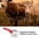 Effective 4-Ring Curry Comb for Sheep Horses Cows - Itch Relief 9