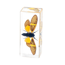 Real Insect Taxidermy In Resin Paperweight For Classroom Science And Desk Decor Tiger Or Spotted Cicada 4.3 X 1.7 X 1 In