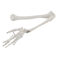 Modello di scheletro umano per riferimento medico, movimento realistico con articolazioni snodate, strumento a grandezza naturale per studi
