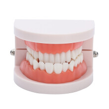 Ressource pédagogique dentaire portable, modèle de dents standard pour une analyse morphologique claire, plastique de haute qualité assurant