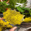 Sticky Trap for Pest with Radish Pattern Yellow 12-Pack 6