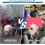 Livestock Sorting Panel with Dual Side Handles, ImpactResistant Lightweight Pig Sorting Board for Farm 4