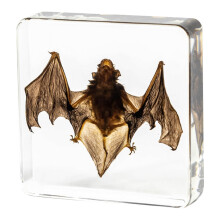 Real Bat Specimens, Taxidermy Bat in Resin for Science Education, Biology Class, Collectors, 7.5x7.5x2CM
