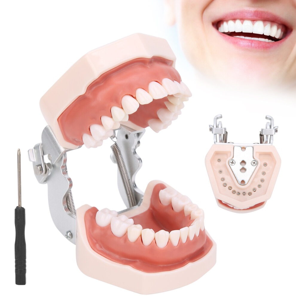 Dental Education: Detachable Teeth Model w/ Screwdriver for Practice & Study