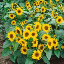 Sunflower 24 Seeds Dwarf Sunspot Variety For Kids Garden Container Friendly Yellow Blooms