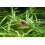 Seachem Purigen Freshwater, 4 Litre 3