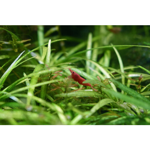 Seachem Purigen Freshwater, 4 Litre 2