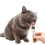 Cat Yoghurt Lickable Treats (25 Pack) Mixed Variety - Chicken, Salmon, 3