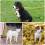 COMSLE Long Leads for Dog Training, 3m/5m/10m/15m/20m Strong Extra Lon 6