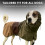 Spark Paws Dog Raincoat, Waterproof Windproof Rain Jacket, For Small M 6