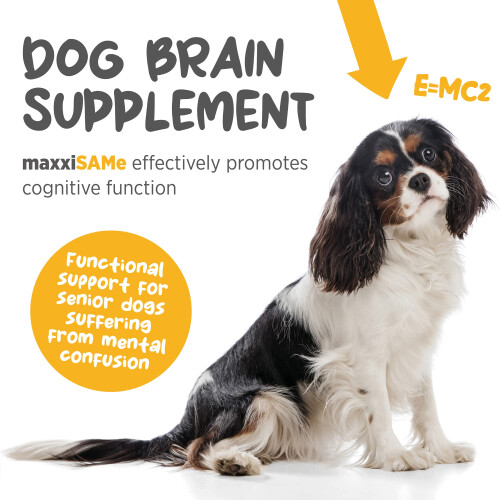 maxxipaws maxxiSAMe Advanced SAM-e Powder Supplement - Liver, Cognitiv 2