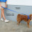 EzyDog Essential Lead | Training Lead for Small, Medium, Large Dogs - 4