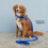 EzyDog Essential Lead | Training Lead for Small, Medium, Large Dogs - 3