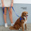 EzyDog Essential Lead | Training Lead for Small, Medium, Large Dogs - 6