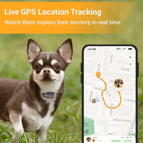 Pawfit Lite for Dogs 4g GPS Tracker | Real Time Tracking | Activity Mo 1