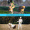 PetBonus Double Dog Leash, No Tangle Dual Leash, Reflective Walking Tr 6